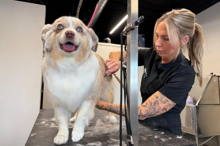 Forget being a vet, new business owner much happier grooming dogs Forget being a vet, new business owner much happier grooming dogs