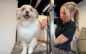 Forget being a vet, new business owner much happier grooming dogs