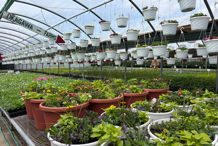 Okagawa Farms open for season while remaining for sale