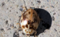 Lady beetles of many kinds in abundance after mild winter