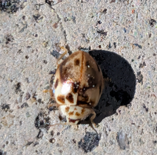 Lady beetles of many kinds in abundance after mild winter
