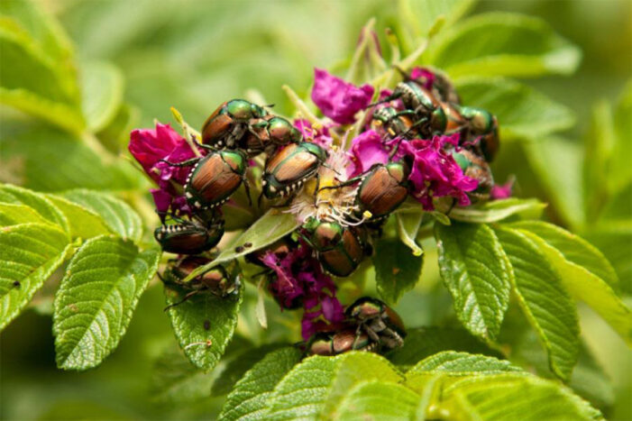 Beetles, be gone!