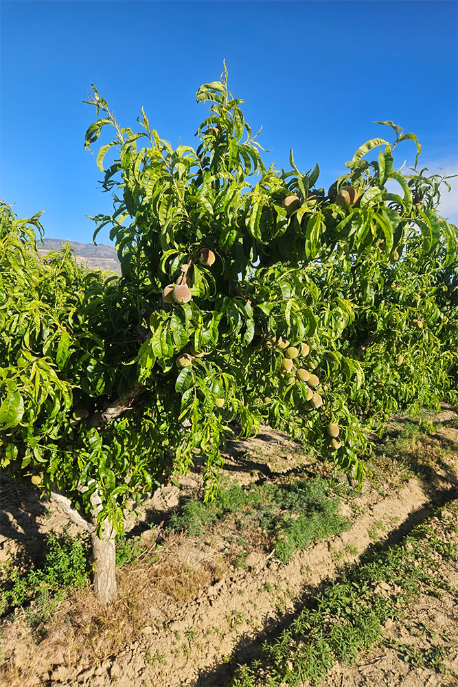 Fear not, Palisade peaches weren’t frozen out Fear not, Palisade peaches weren’t frozen out