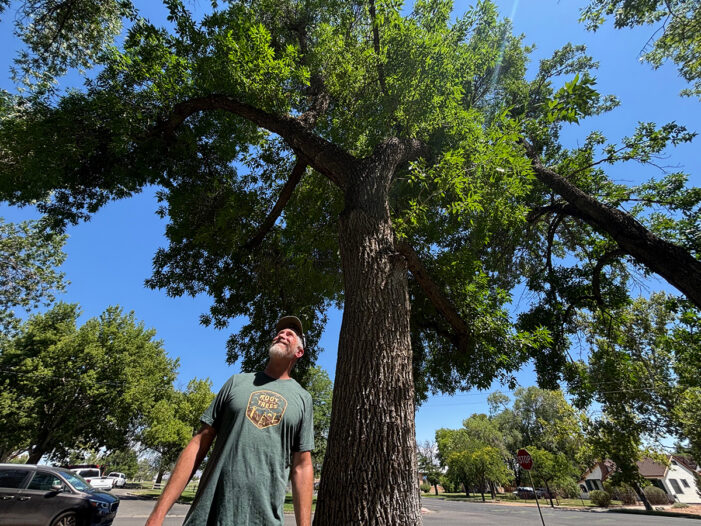 Grand Junction’s trees help curb the heat island effect