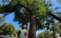 Grand Junction’s trees help curb the heat island effect